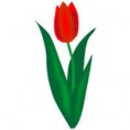 Tulipán csoport